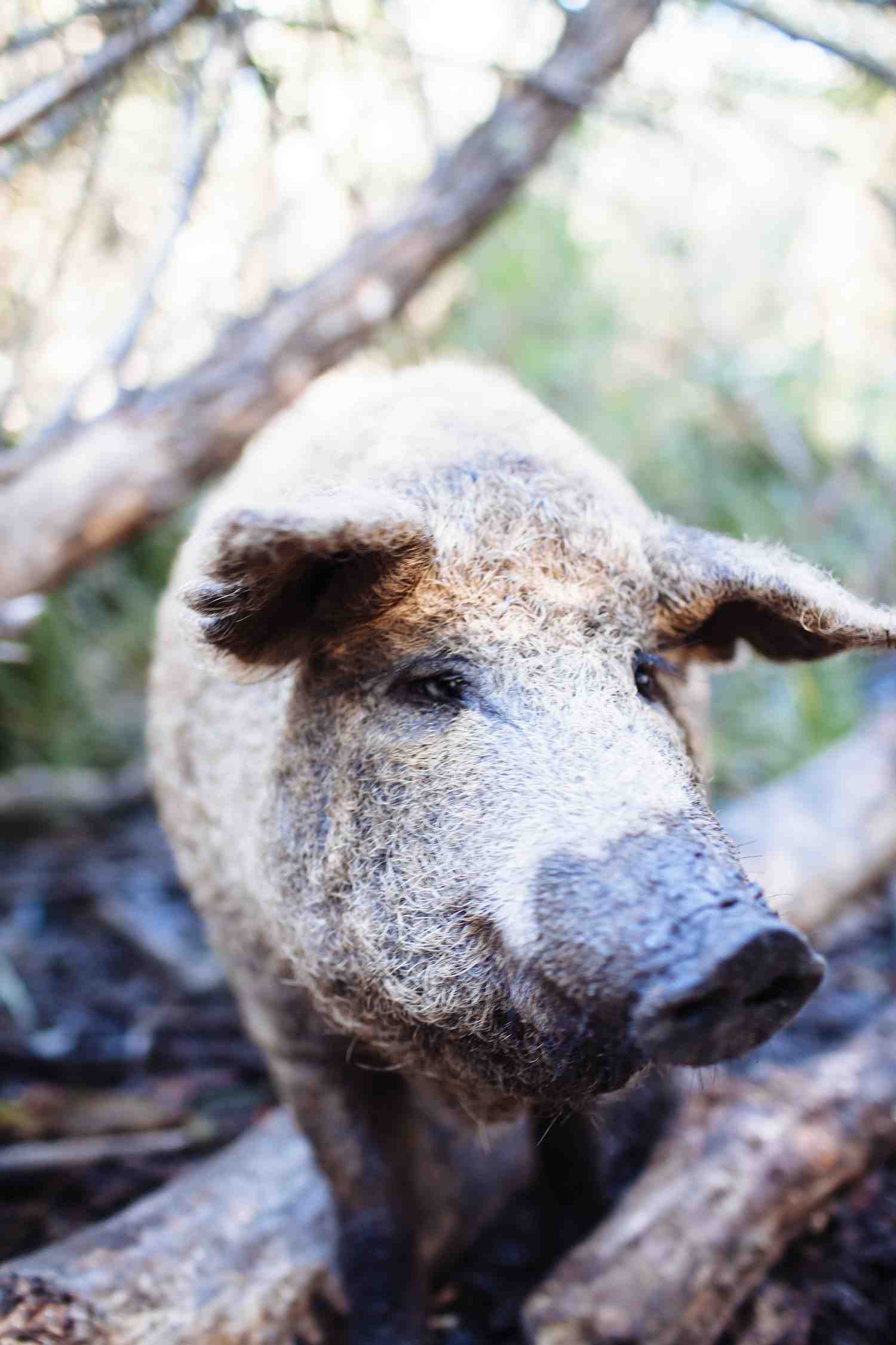 Pig Farmer, Tim Winkler 2014 . m. woolsey-4 1500x90