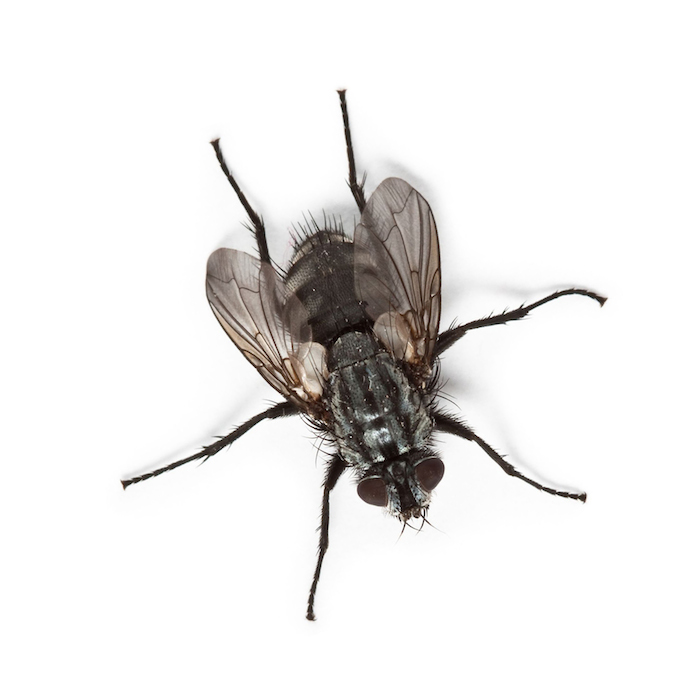 Common house fly (Musca Domestica)