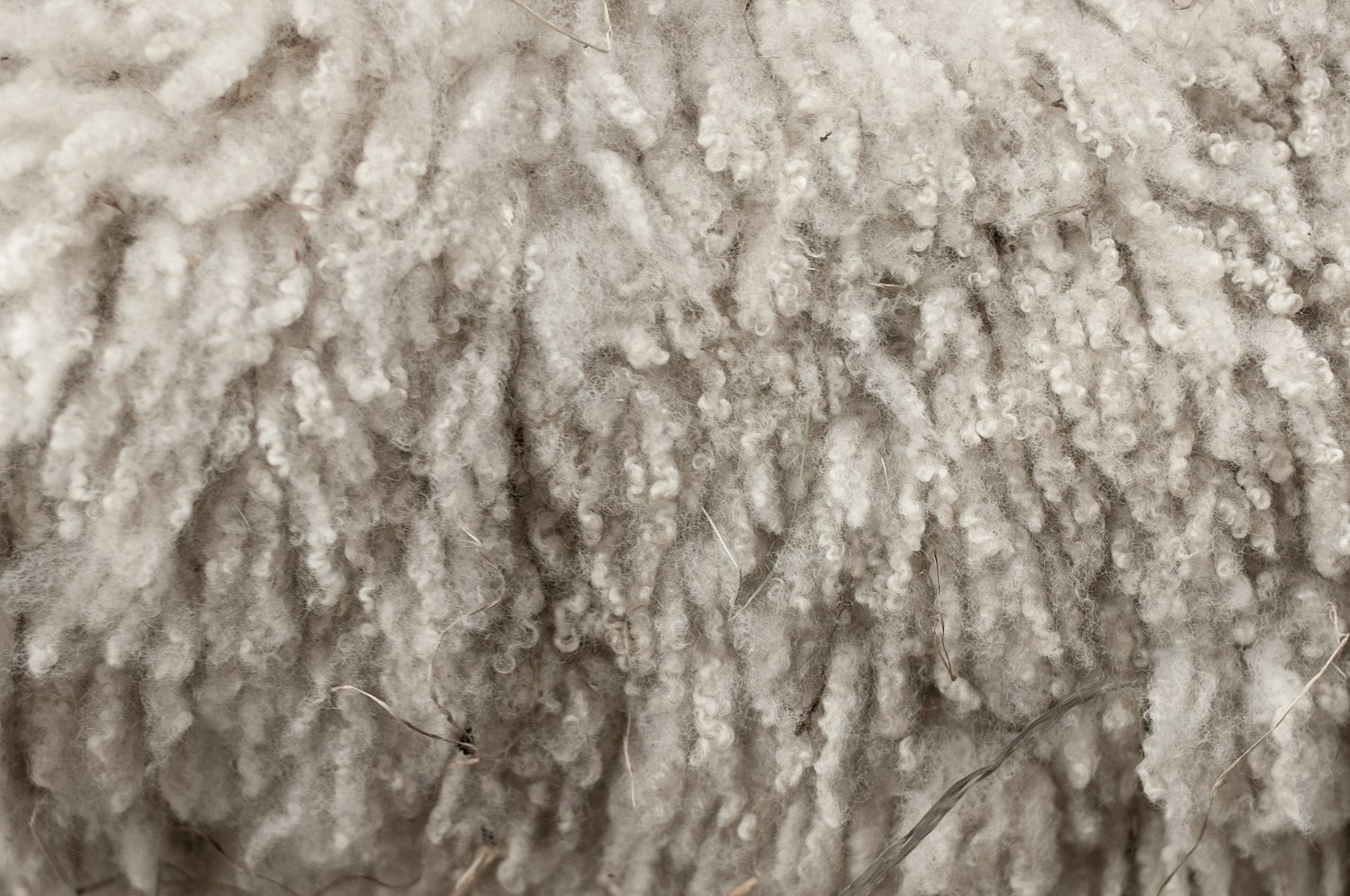 Place Matters – The Fibershed Movement