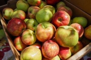 box of gravenstein apples