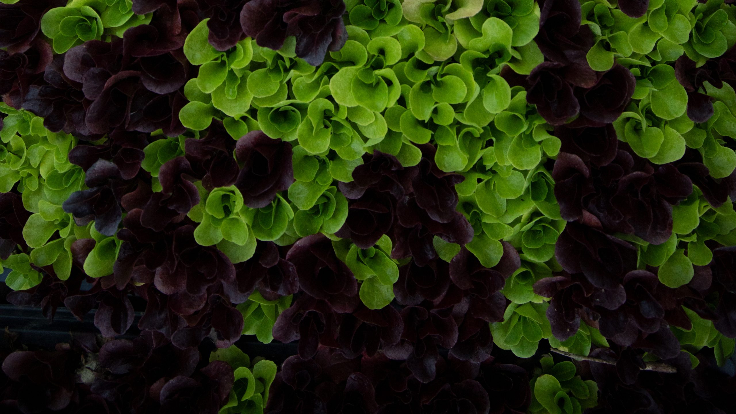 A Serving of Cyclospora